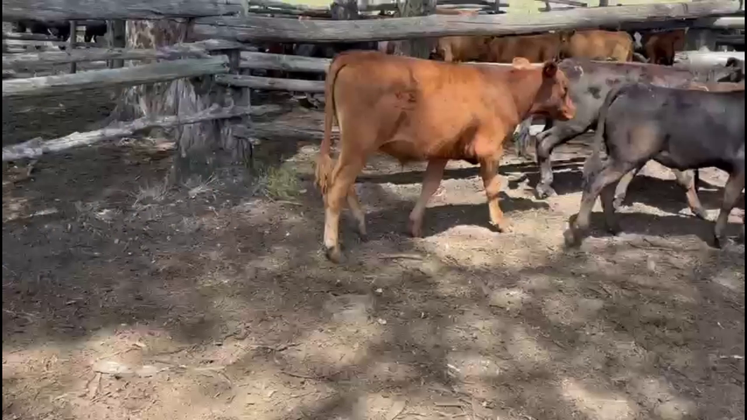 Lote TERNEROS.
