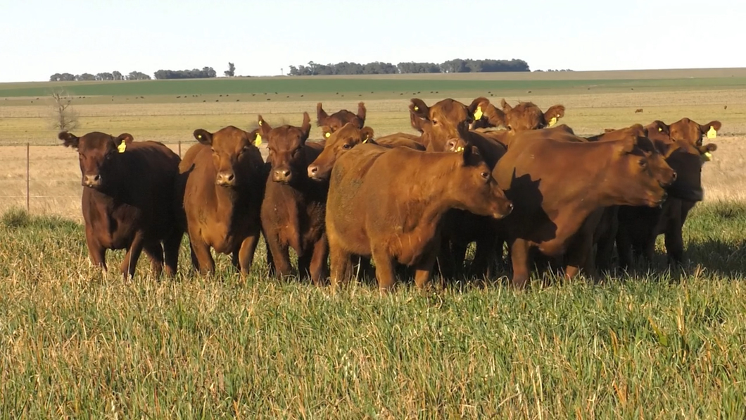 Lote VACAS A. ANGUS COLORADAS P. CONTROLADAS C/ GTIA DE PREÑEZ