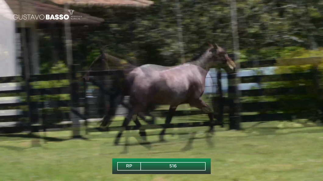 Lote Macho de Andar a remate en Remate Cabaña San Jose, Cerro Largo