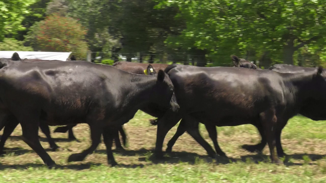 Lote 15 Vacas nuevas C/ gtia de preñez en Udaondo, Buenos Aires