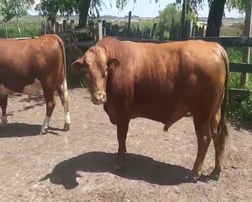 Lote 4 Toros NORMANDO ANGUS HEREFORD a remate en REMATE DE PANTALLA 550kg -  en Asociación Rural de San José