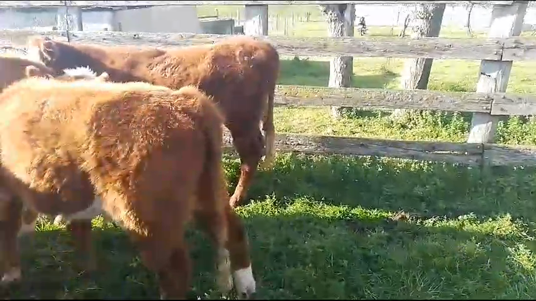 Lote 6 Novillos Hereford a remate en Aniversario 115 Años - Camy en Rincon del Pino