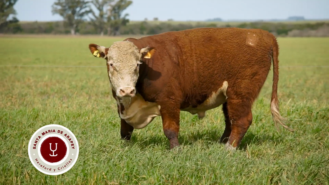 Lote TOROS SANTA MARIA DE ARAPEY