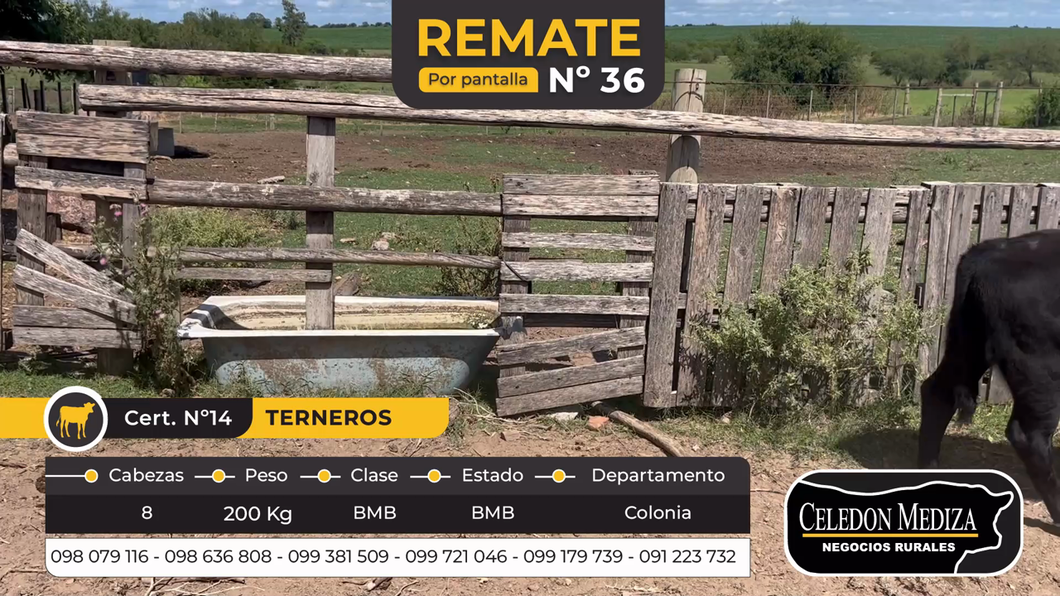 Lote 8 Terneros en Otra Localidad, Colonia