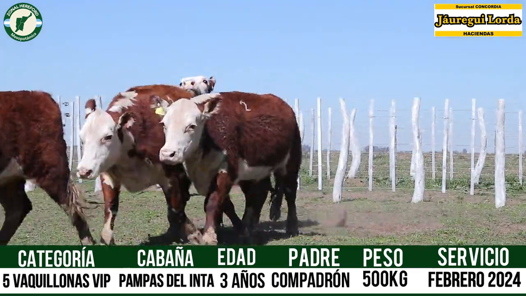 Lote VAQUILLONAS VIP PREÑADAS