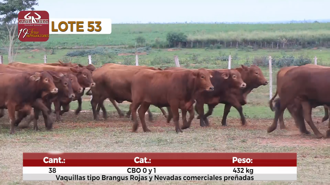Lote Reproductores de Alborada - Lote 53