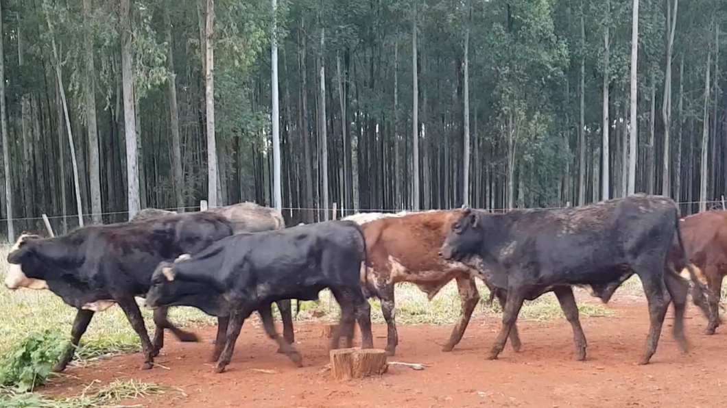 Lote 22 Desmamantes machos Hibridos tipo brangus/ nelore a remate en Feria de Invernada  200kg -  en HernandariasHERNANDARIAS