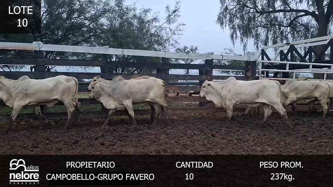 Lote LOTE 10