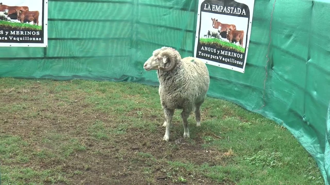 Lote Lote 2 - Merino Australiano