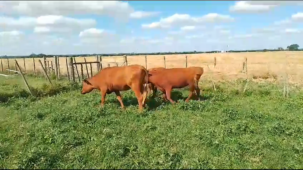 Lote 3 Vaquillonas  AA a remate en Ultima Pantalla del Año - Escritorio Camy en Carretera de la Costa