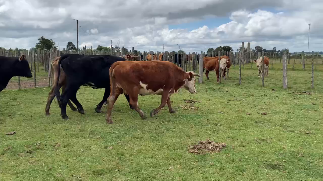 Lote 8 Vacas de Invernada en Tupambaé, Cerro Largo