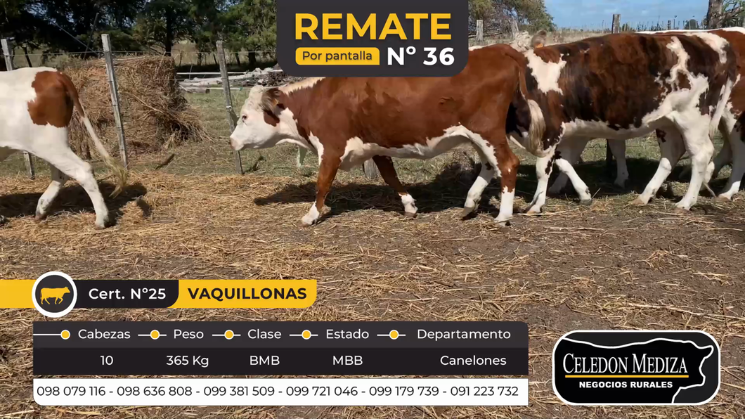 Lote 10 Vaquillonas 1 a 2 años en Canelones, Canelones