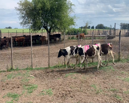 Lote (Vendido)12 Terneros 11 HO y un pardo Suizo x RA a remate en #11 Remate de Pantalla 148kg - , Colonia