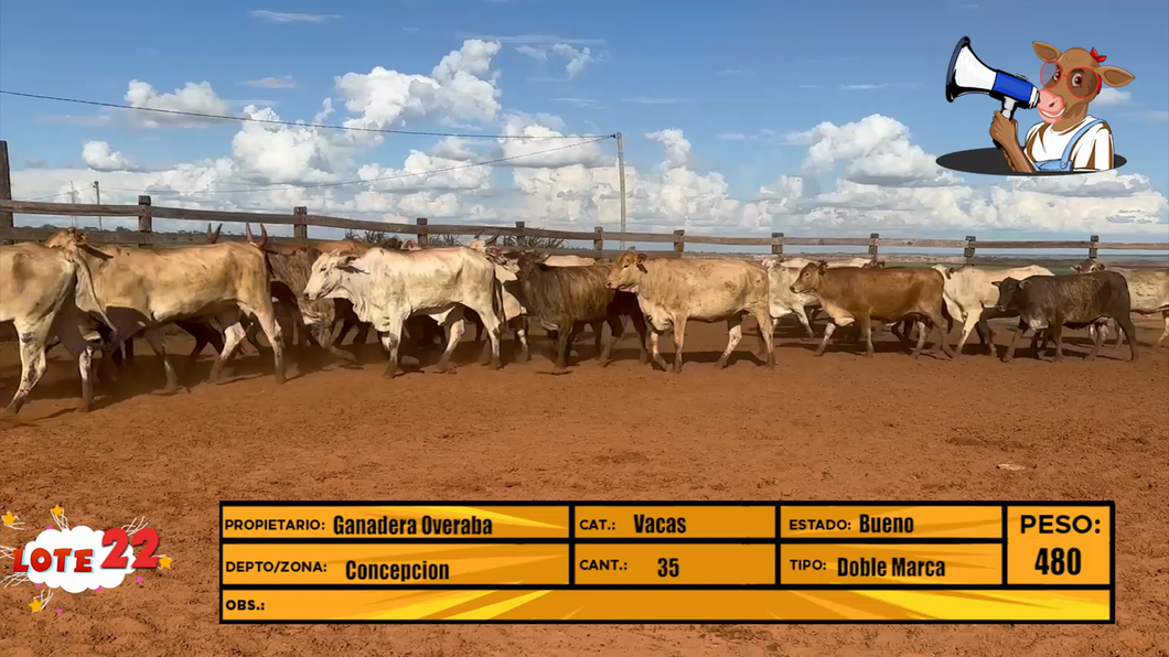 Lote LOTE 22