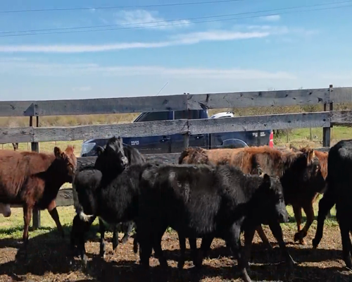 Lote (Vendido)10 Mixto 3AA,  1 RA,  2 AA X HE,  3 RA X NO,  1 RA a remate en 9vo Remate Virtual 218kg - , Colonia