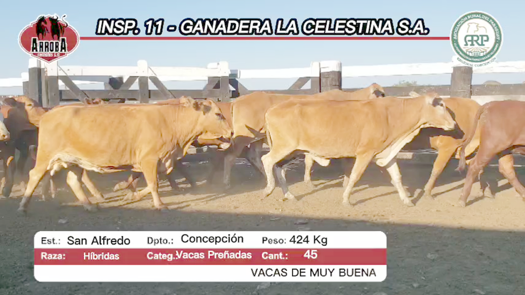 Lote 45 Vaquillas Preñadas  HIBRIDAS a remate en Feria Aniversario Concepción - Arroba Remates S.A 424kg -  en SAN ALFREDO