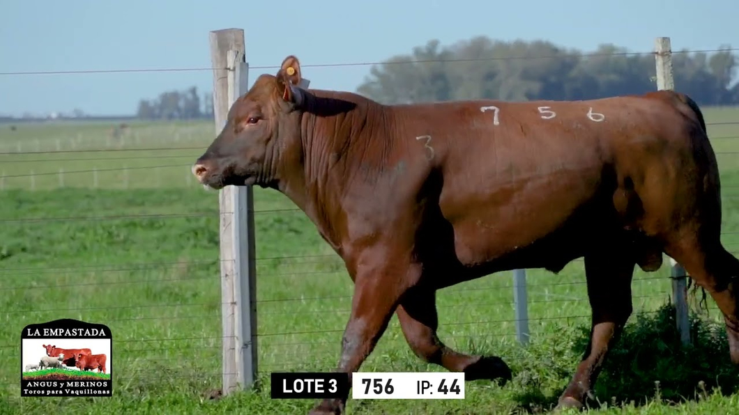 Lote Toros a remate en Toros para Vaquillonas - La Empastada, Durazno