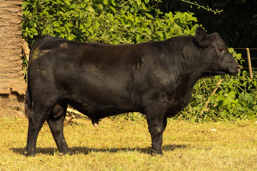 Lote CABAÑA COEMBOTÁ: RP 277