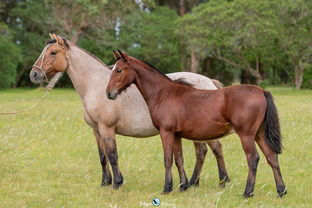 Lote JAGUEL VALERIA