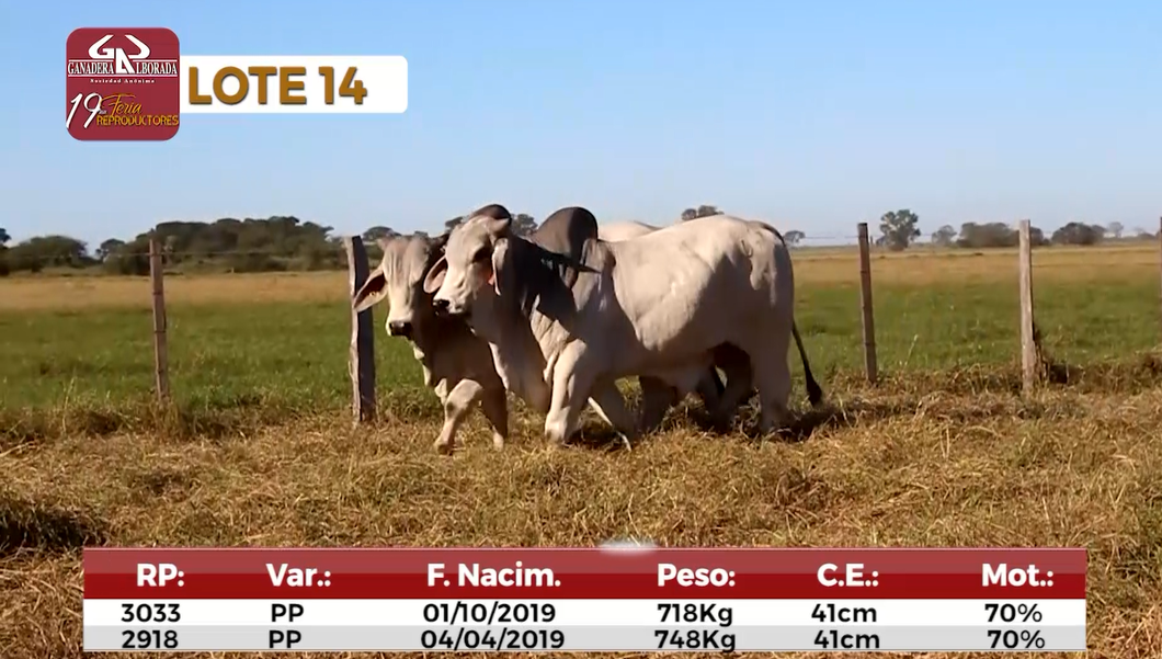 Lote Reproductores de Alborada - Lote 14