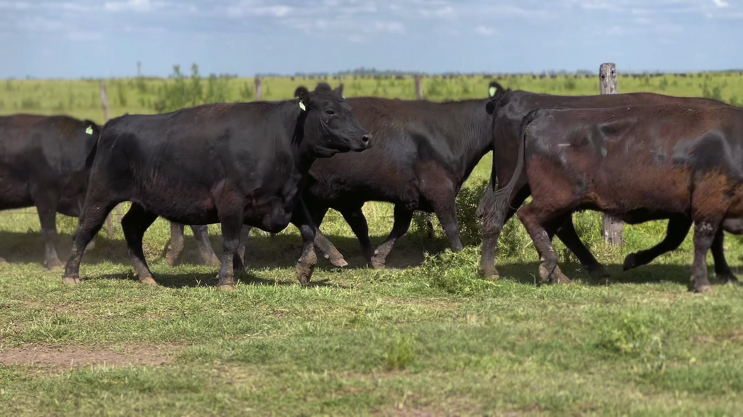 Lote 11 Vacas nuevas Preñadas