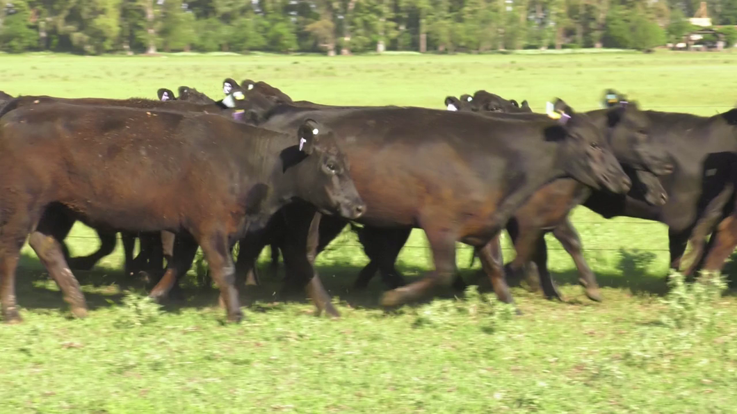 Lote 15 Vaquillonas C/ gtia de preñez en Lincoln, Buenos Aires