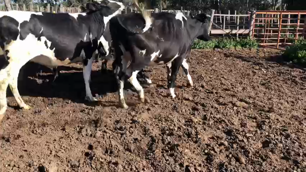 Lote 8 Vaquillonas  Holando a remate en Aniversario 115 Años - Camy 450kg -  en Coronilla