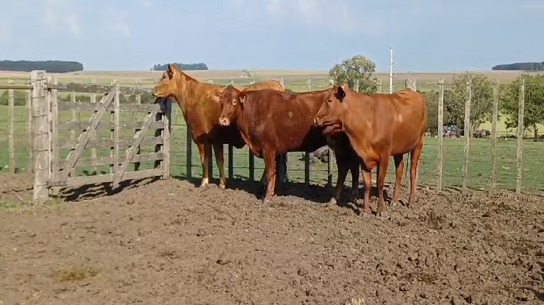 Lote 3 Vaquillonas 1 a 2 años RA a remate en #50 Pantalla Carmelo 420kg -  en COQUIMBO