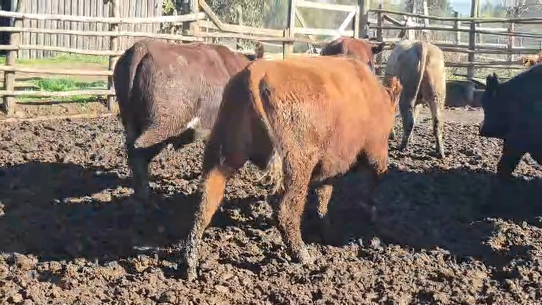 Lote 45 Novillo Gordo en San Rafael, VII  Región Maule