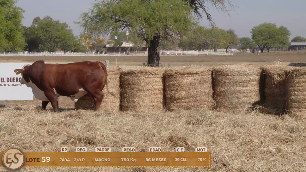 Lote Toro