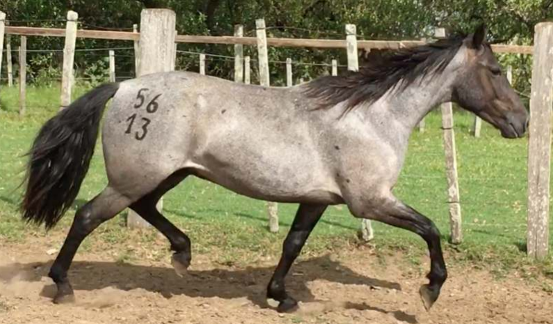 Lote Tamarillo La Invernada