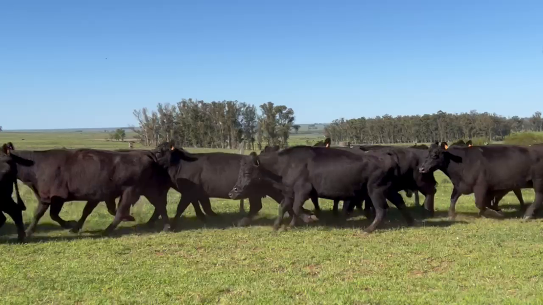 Lote 32 Vientres Preñados a remate en Remate anual Cabaña Macedo, Artigas