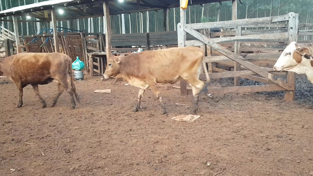 Lote (Vendido)21 Vacas de Invernada Hibridos tipo brangus/  braford/ nelore. a remate en Feria de Invernada  350kg -  en HernandariasHERNANDARIAS