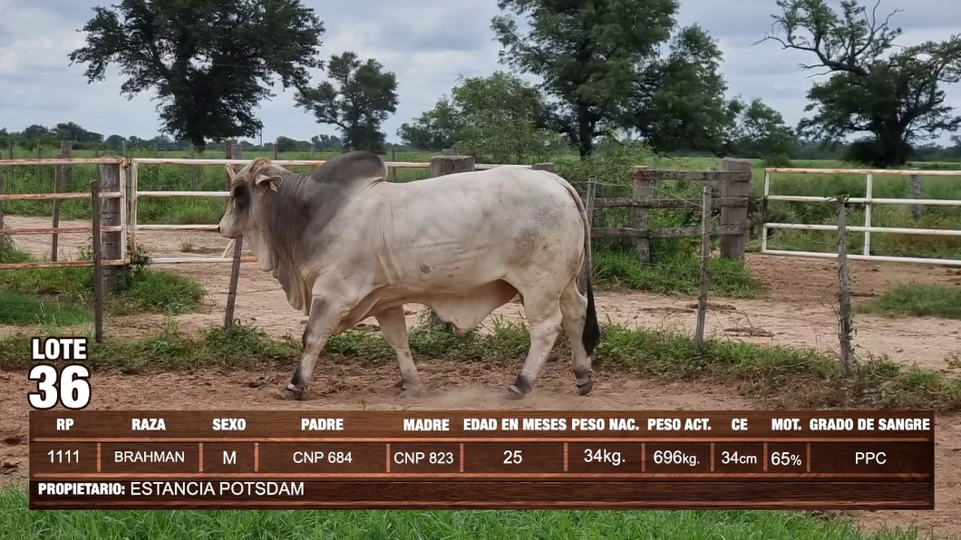 Lote Lote 36