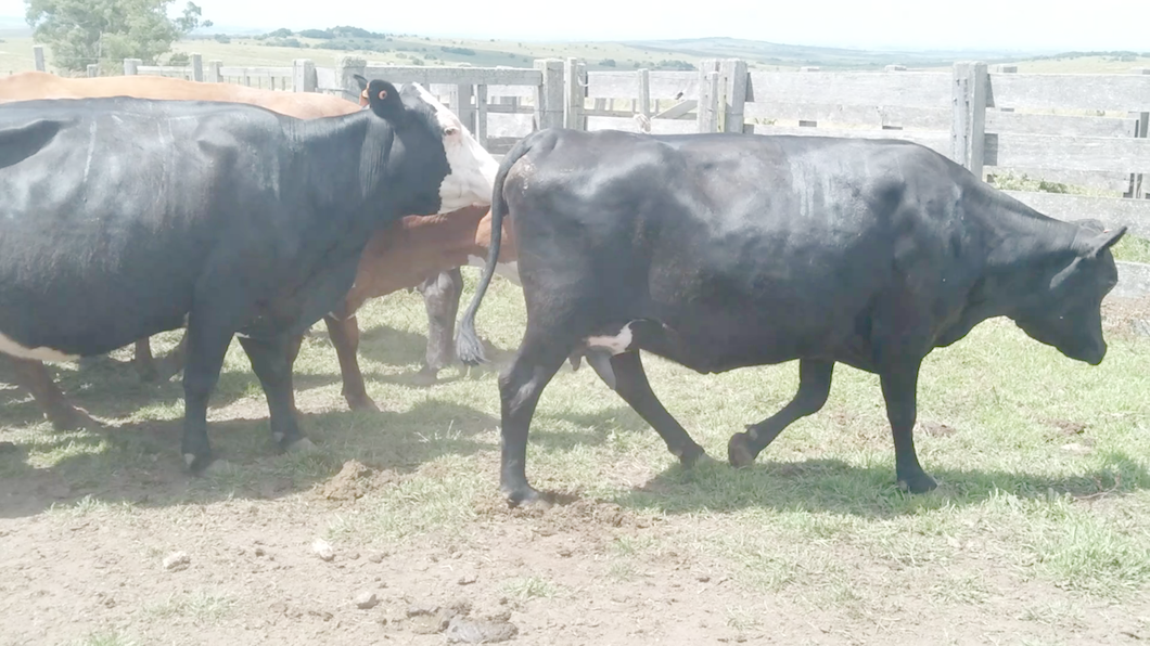 Lote 15 Vacas de Invernada en Cerro Largo, Tupambaé