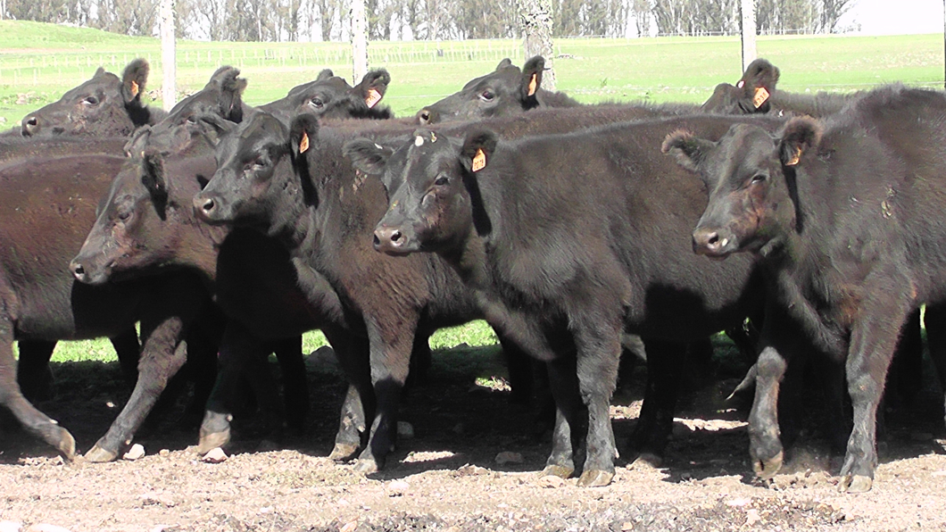 Lote 50 Terneras Aberdeen Angus