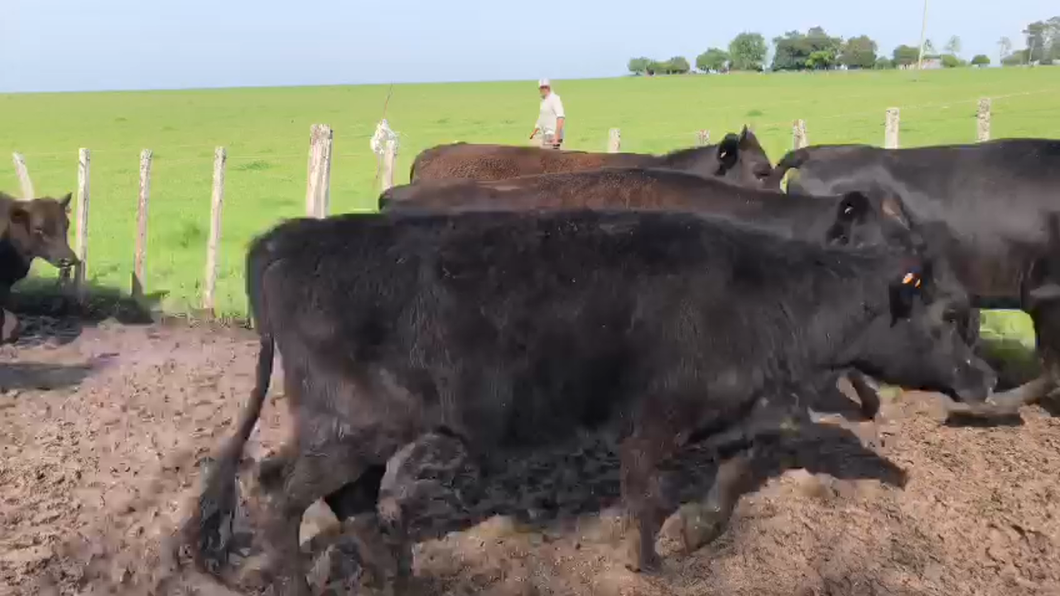 Lote 19 Vaquillonas de Hugo Cuevasanta