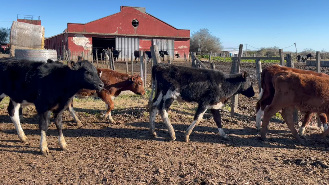 Lote TERNEROS