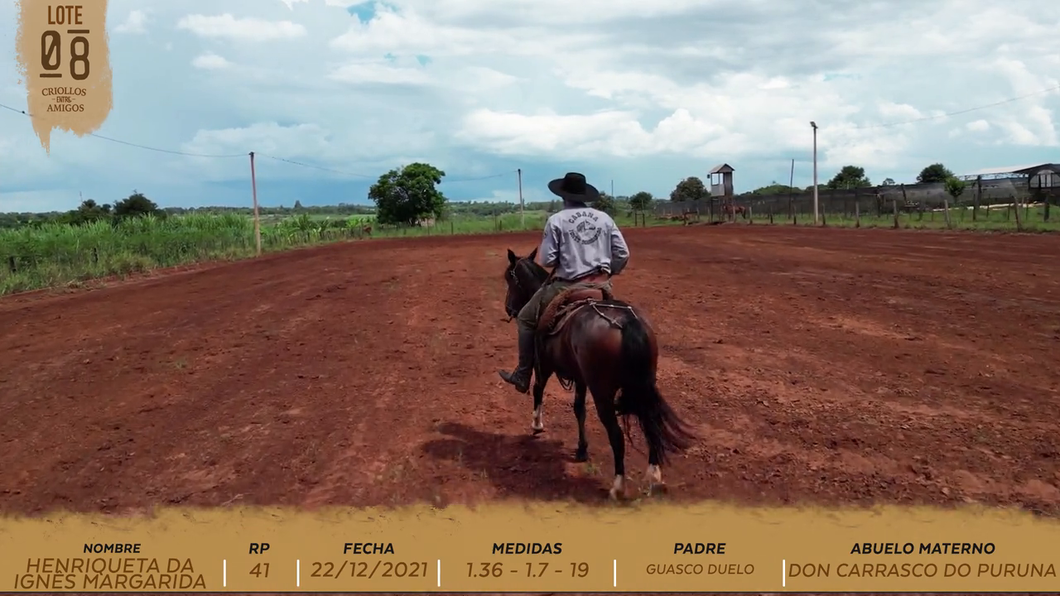 Lote HENRIQUETA DA IGNÊS MARGARIDA