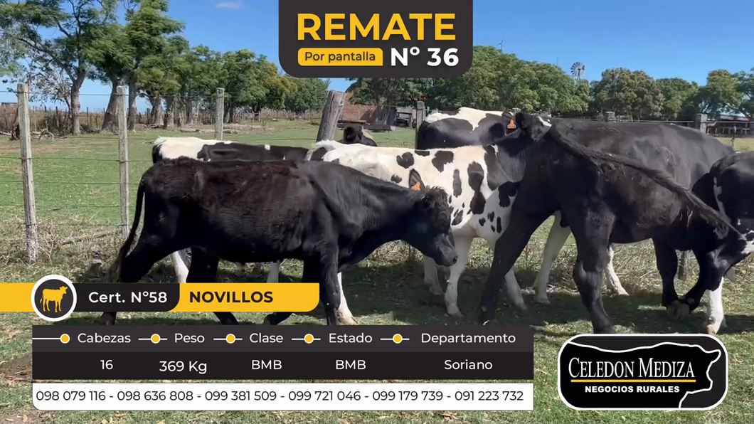 Lote 16 Novillos 1 a 2 años en Agraciada, Soriano