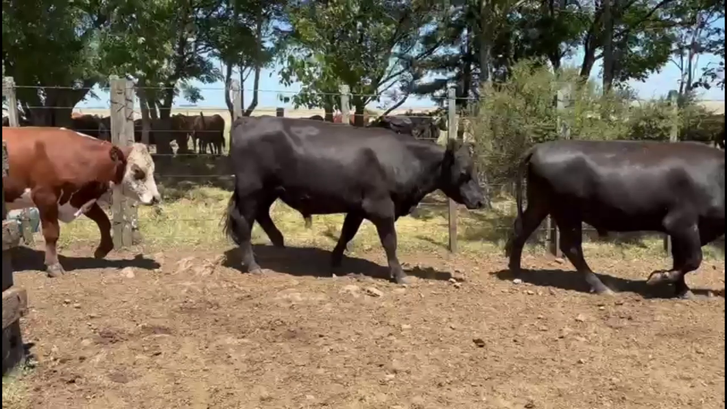 Lote NOVILLOS 2 A 3 AÑOS.