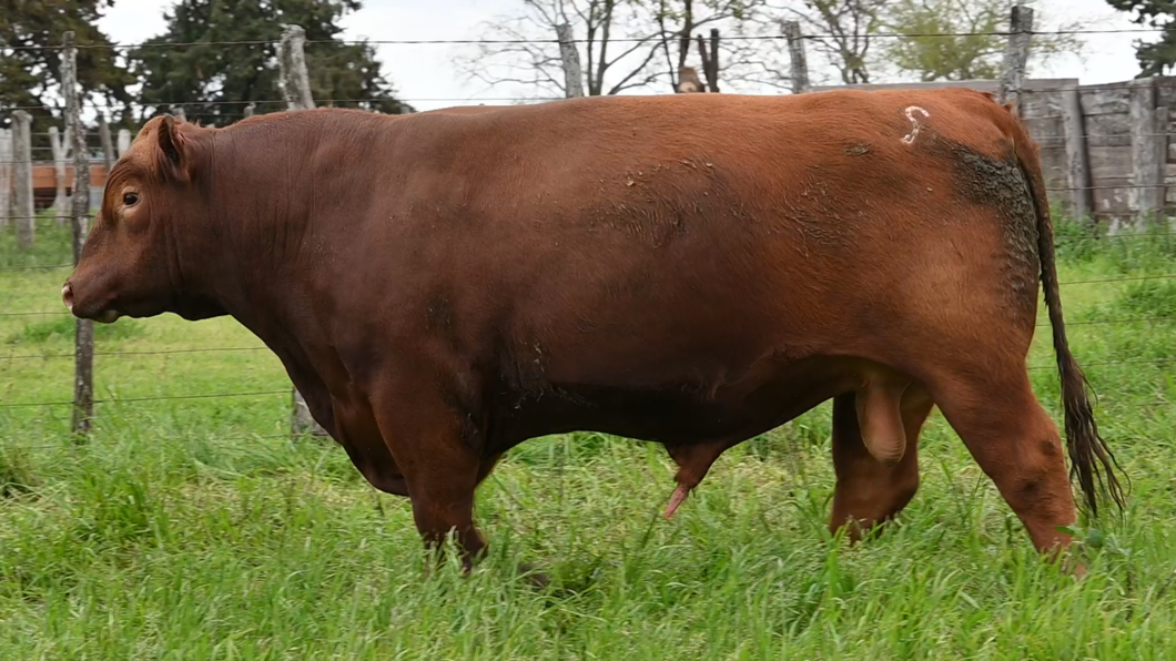 Lote 3 Toros RED ANGUS a remate en Los Novilleros, Montevideo