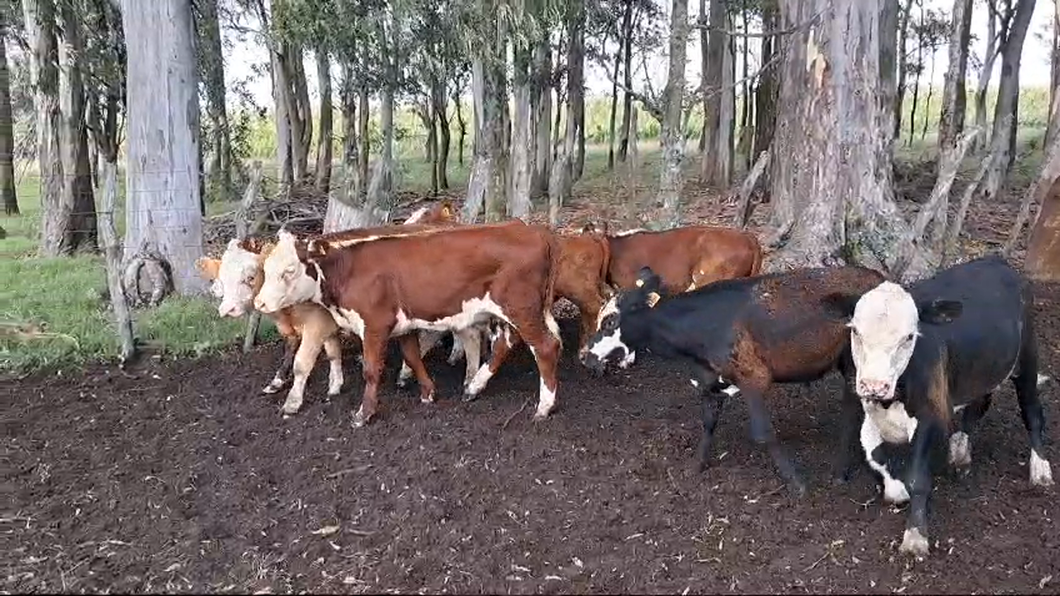 Lote TERNEROS/AS