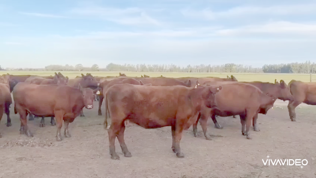 Lote 31 Vacas medio uso PARA SERVICIO en Baradero, Buenos Aires