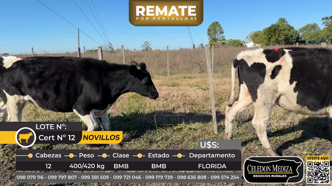 Lote 12 Novillos en  Ruta 5 km 149 Piedras Coloradas, a 16 km de Sarandí,Florida