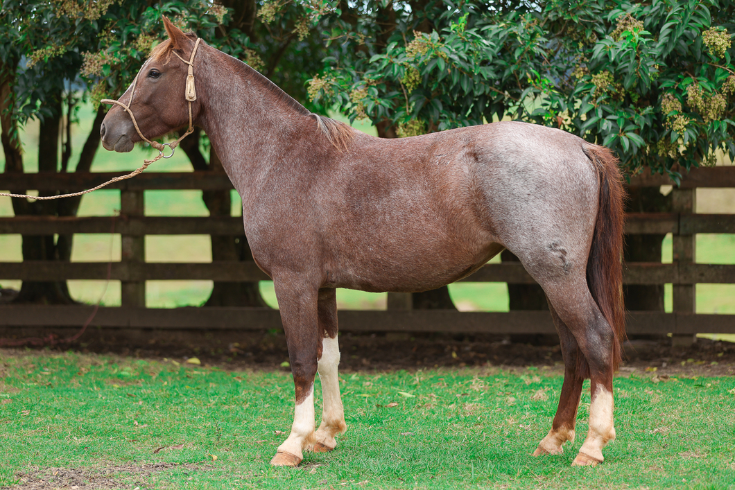 Lote Engañosa Del Ombu