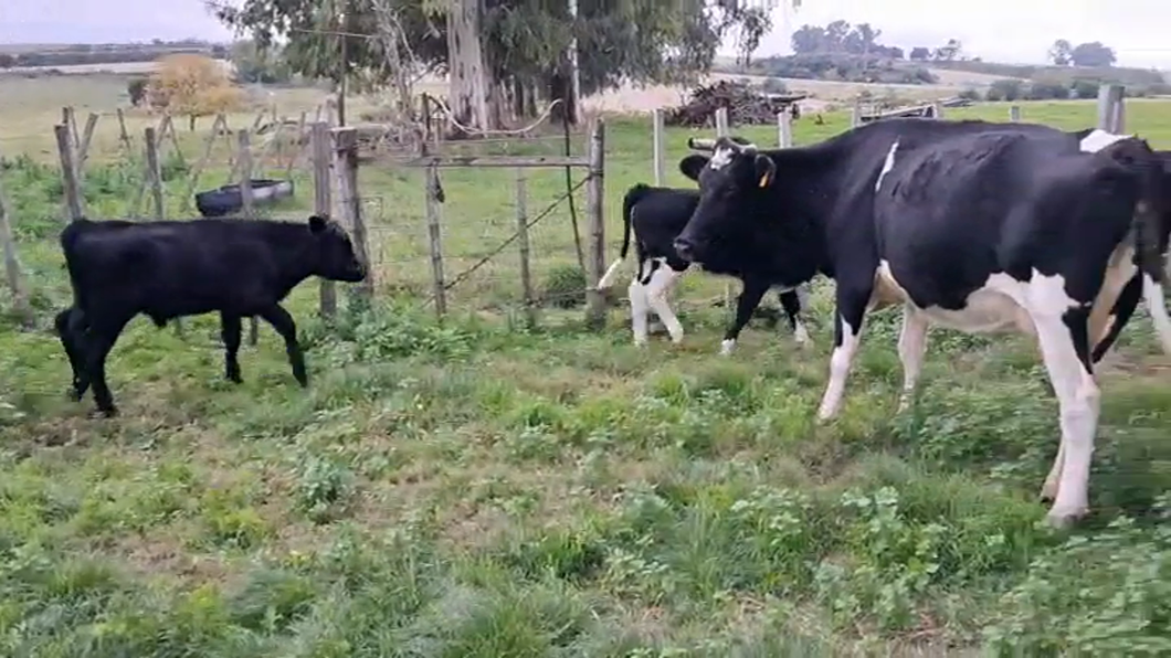 Lote PIEZAS DE CRIA