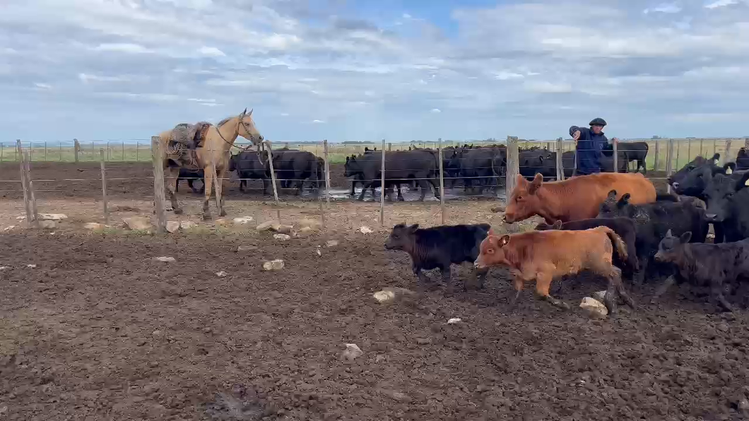 Lote 25 Vacas nuevas C/ cria en Balcarce, Buenos Aires