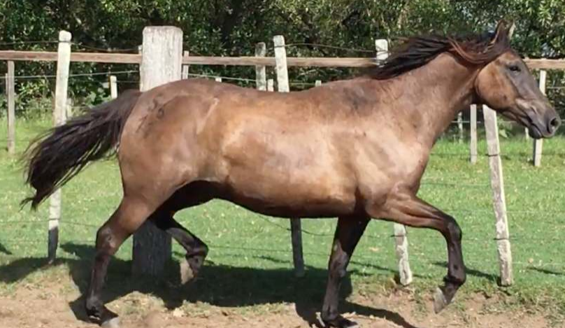 Lote Tartago La Invernada