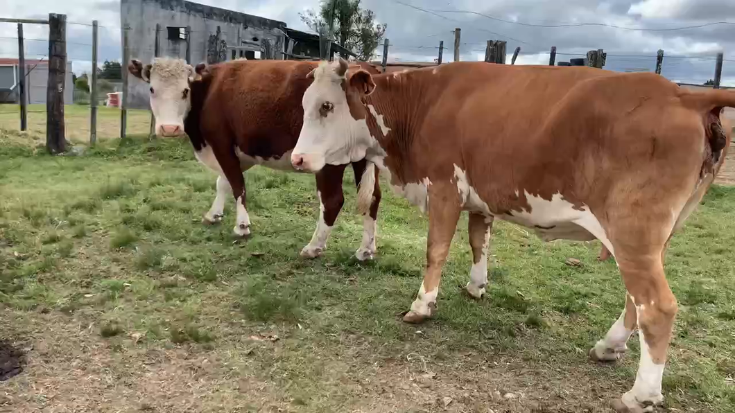 Lote 9 Vaquillonas/Vacas Gordas en Tupambaé, Cerro Largo